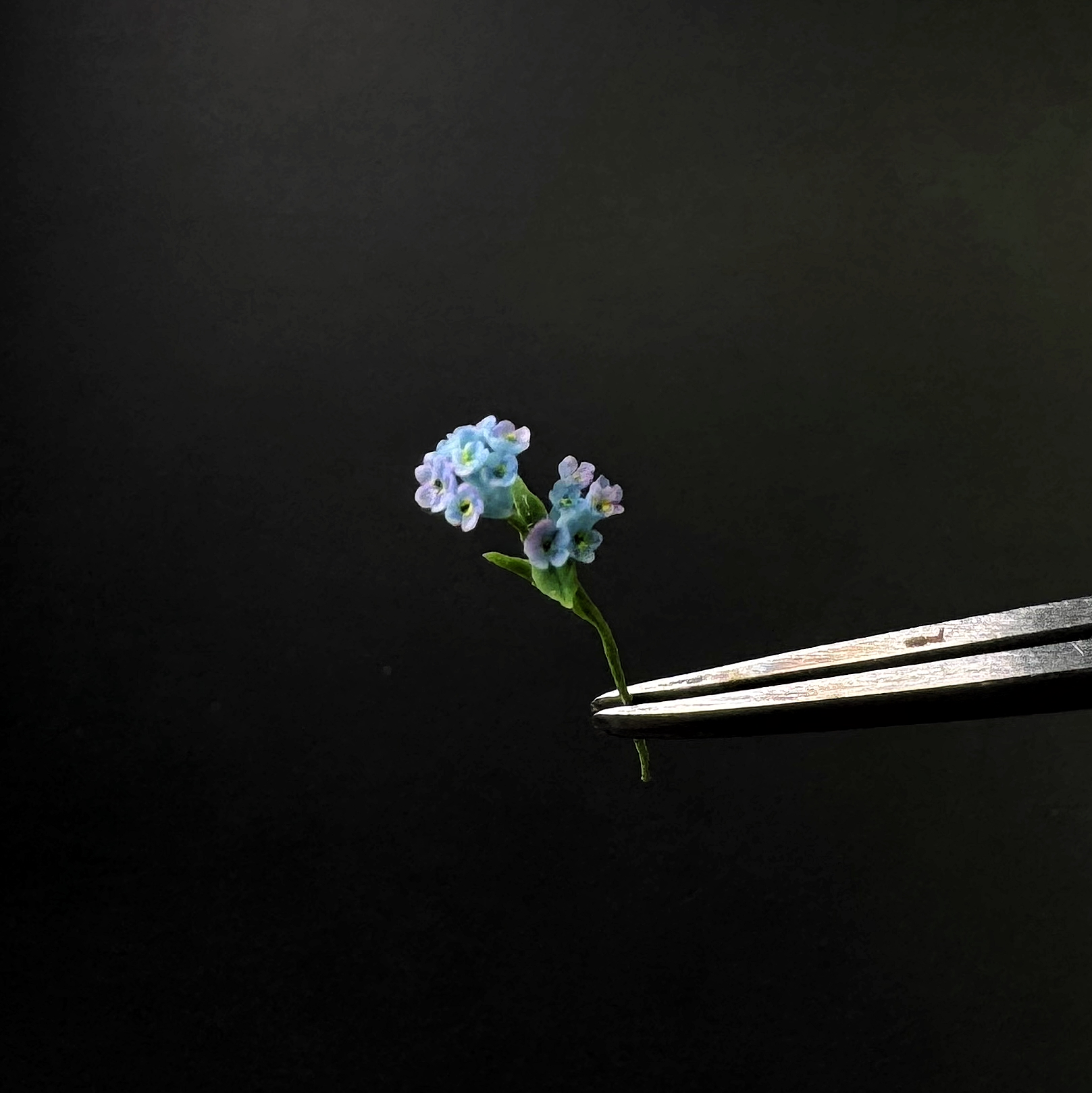 Forget-me-nots a twig